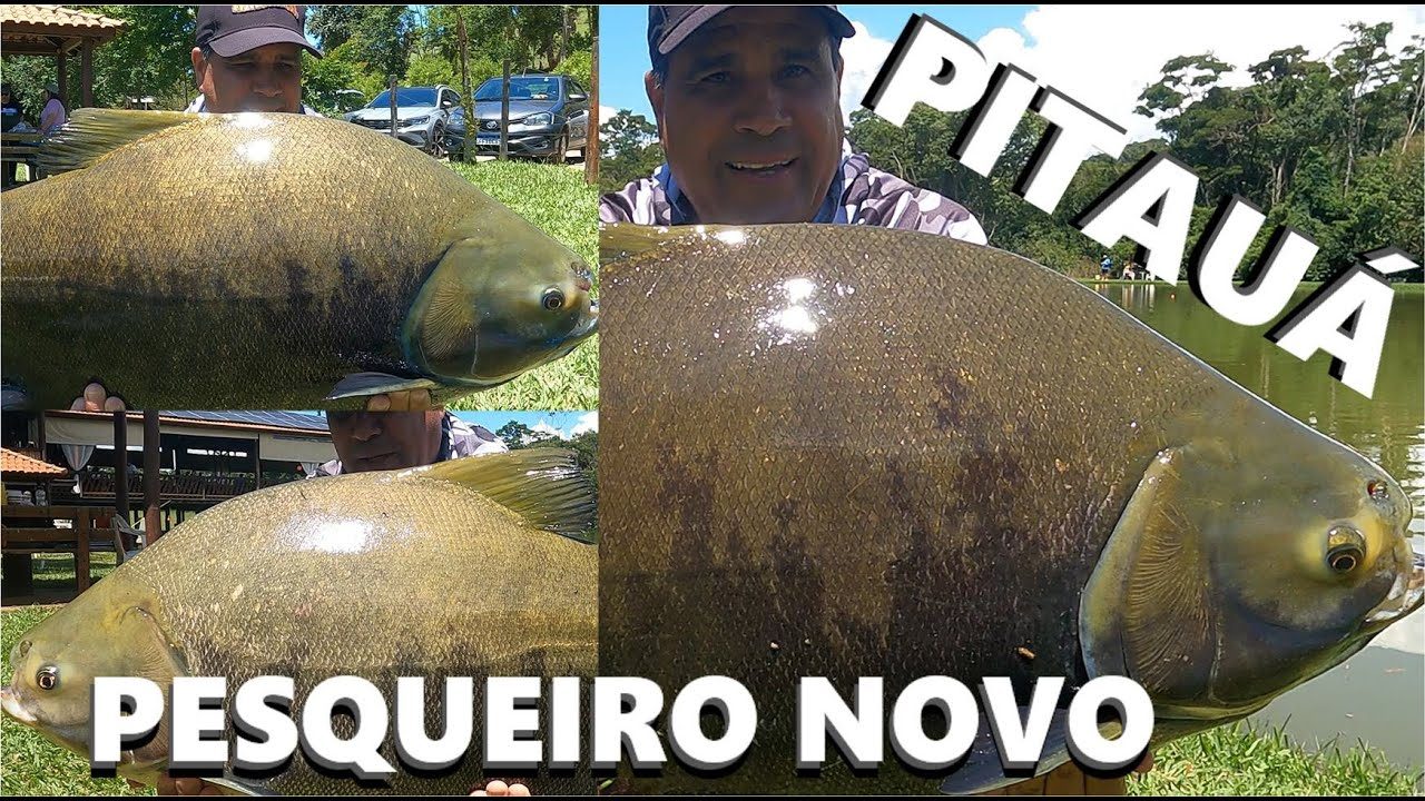 Pesqueiro Pitauá