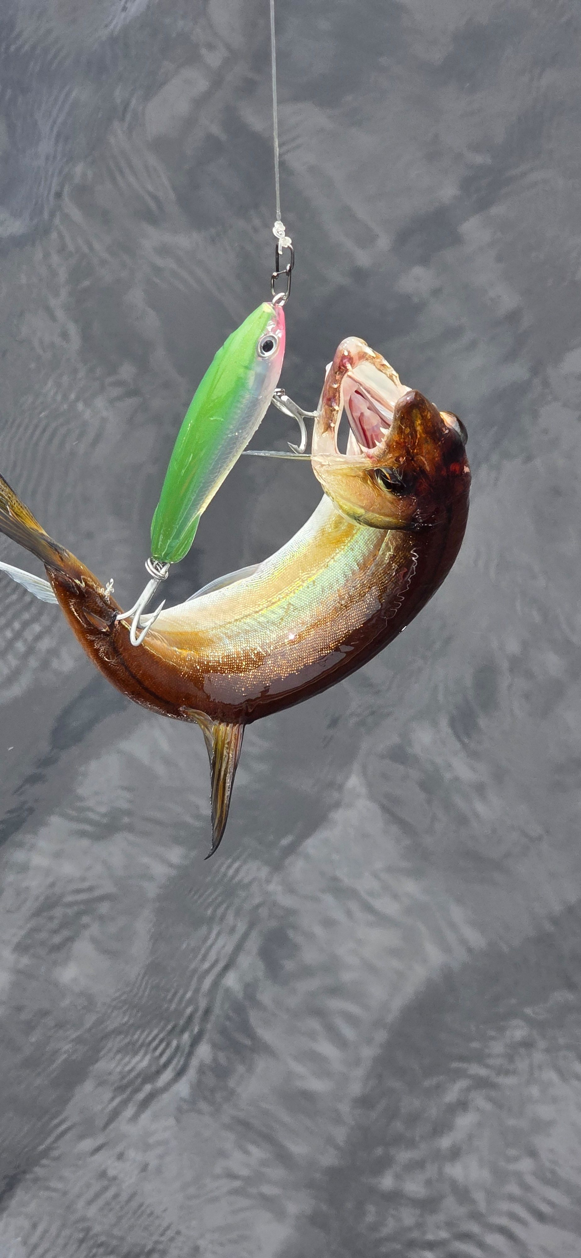 Freshwater Barracuda