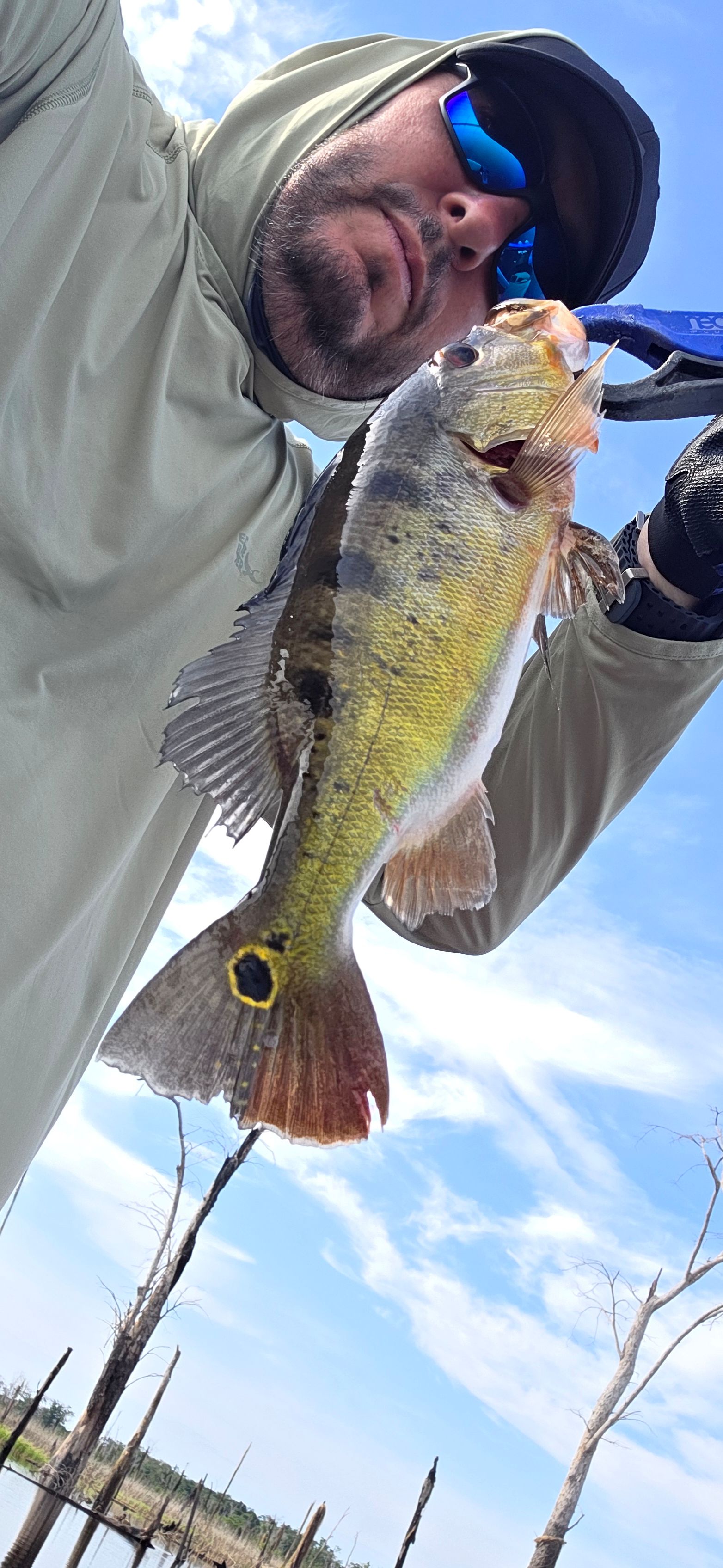 Butterfly Peacock Bass