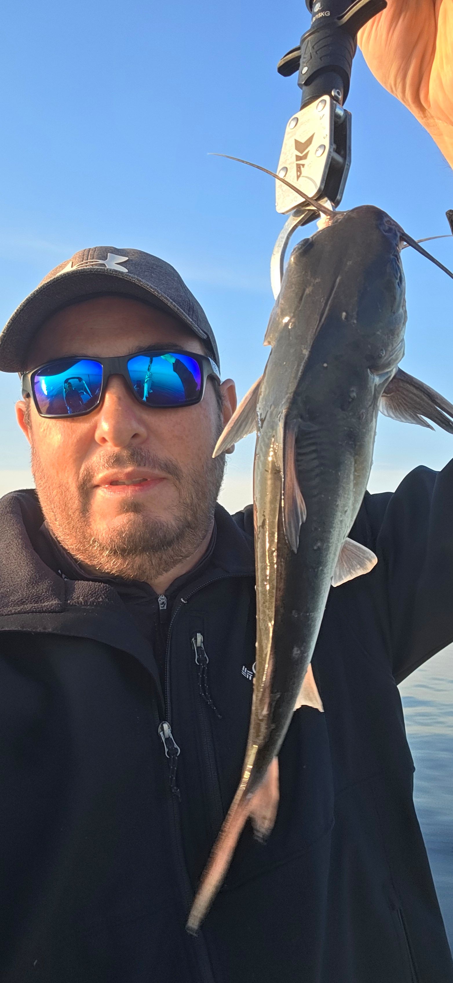 Guri Sea Catfish