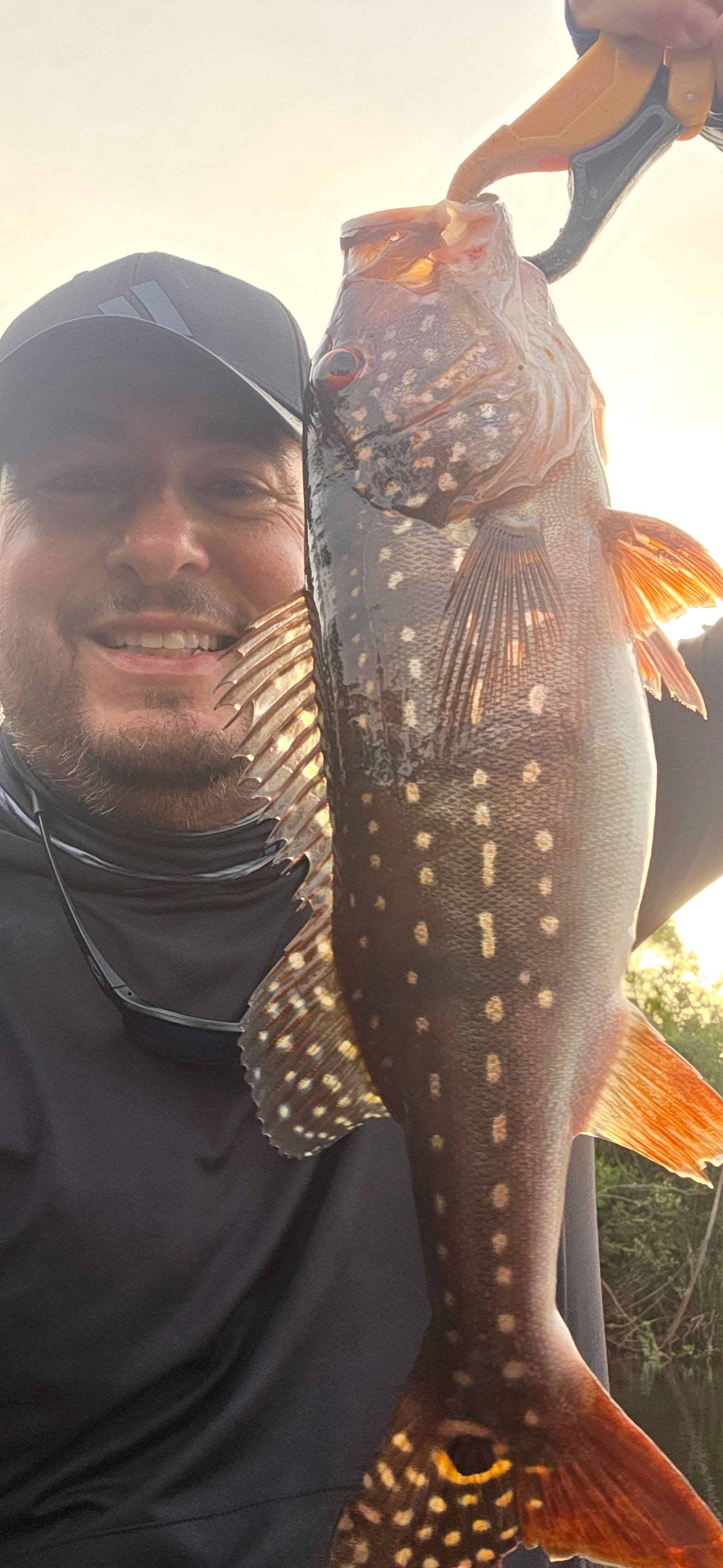 Speckled Peacock Bass