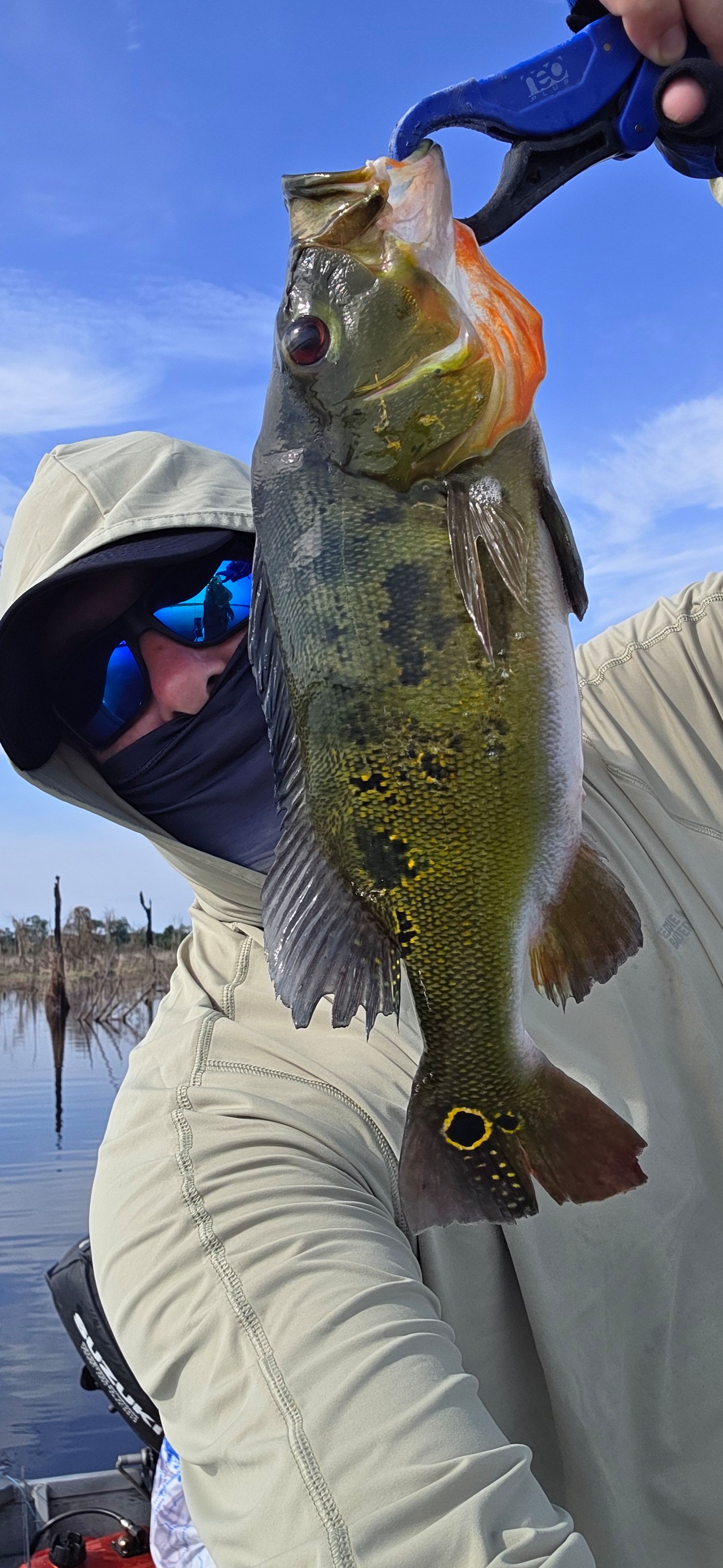 Butterfly Peacock Bass