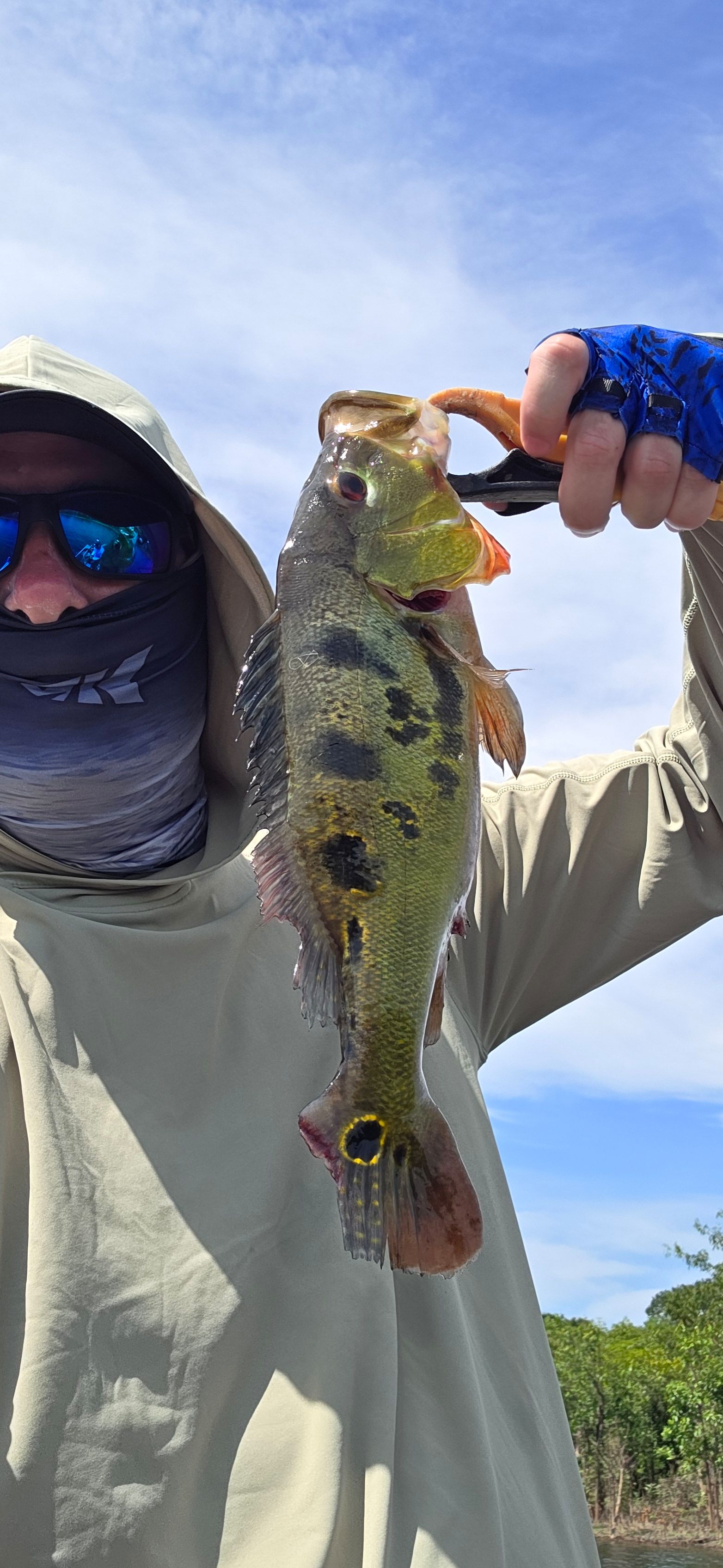 Butterfly Peacock Bass