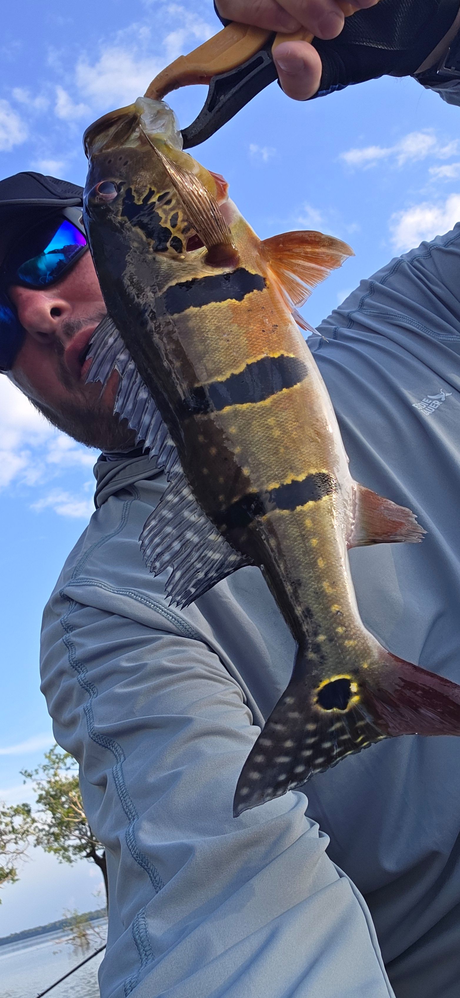 Speckled Peacock Bass