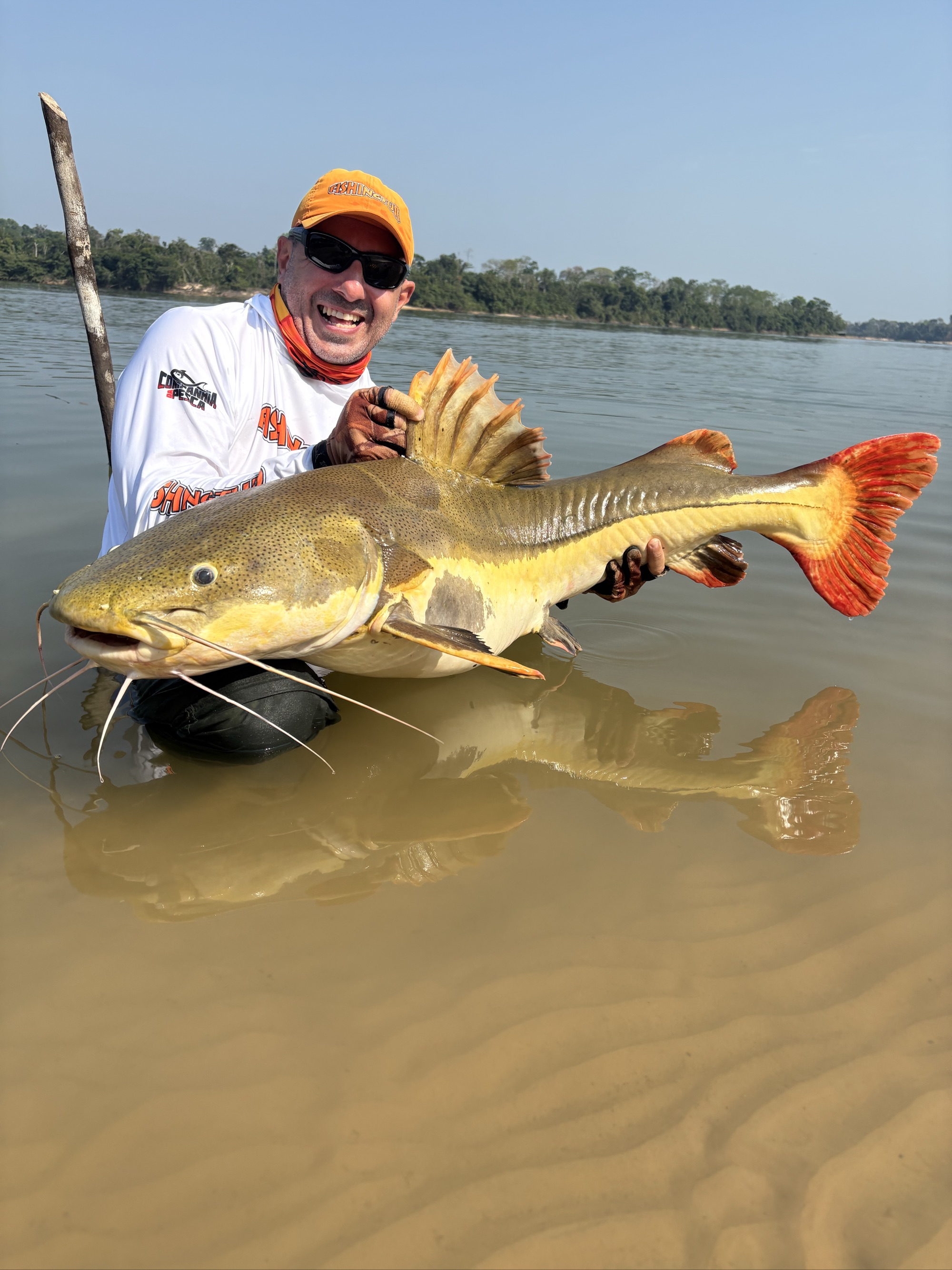 Redtail Catfish
