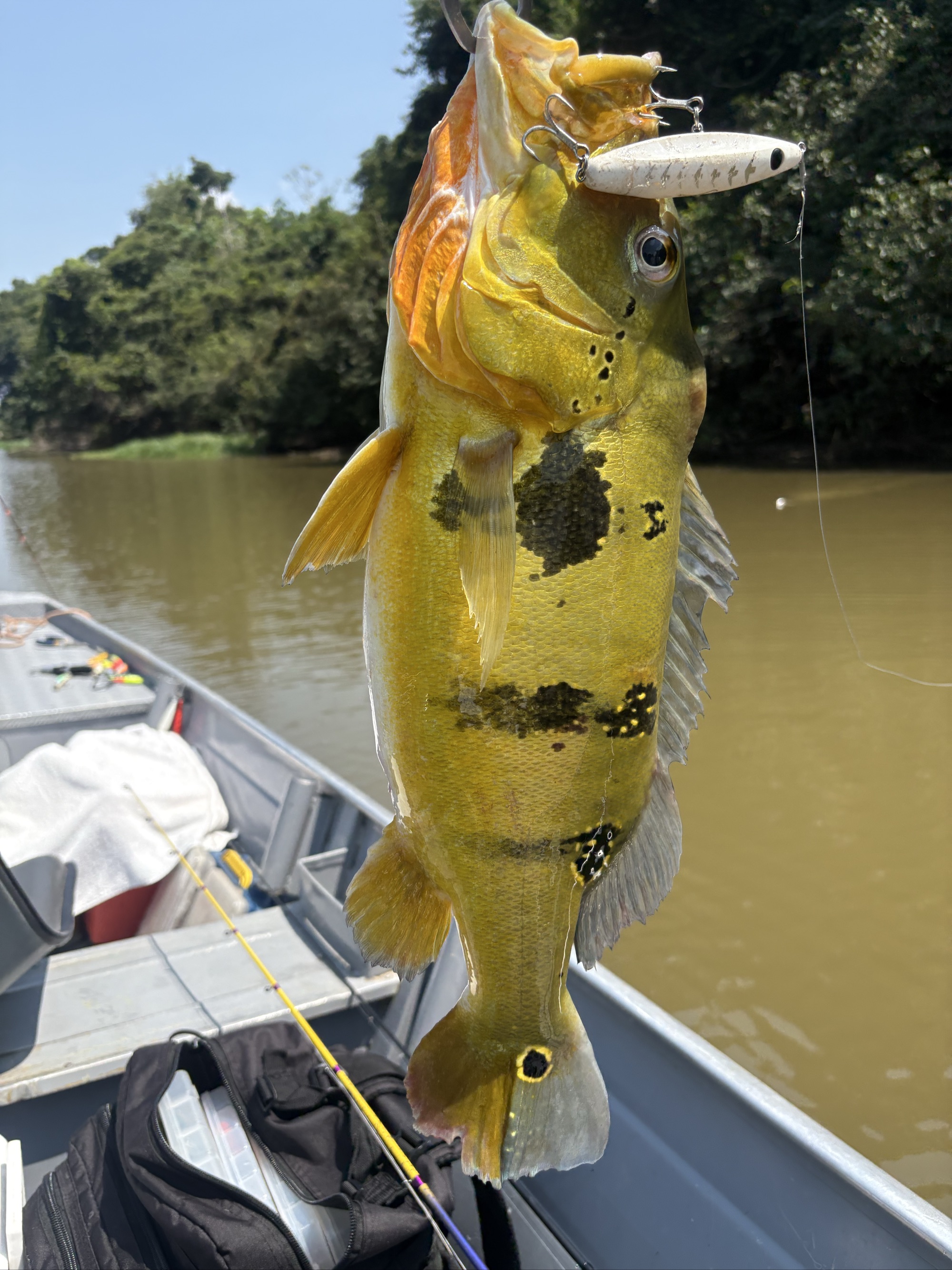 Spotted Peacock Bass